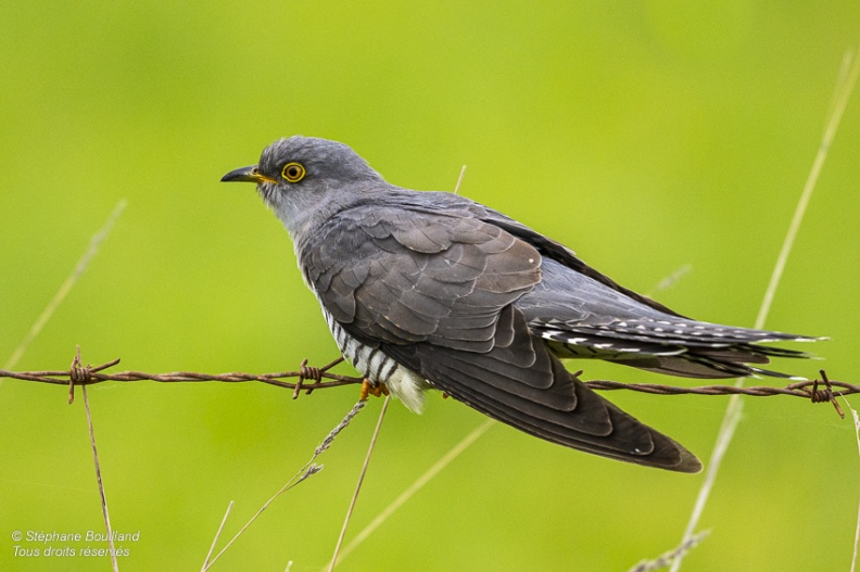 Coucou gris (Cuculus canorus, Common Cuckoo)