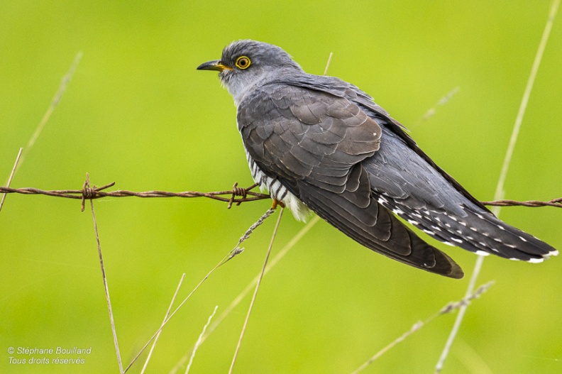 Coucou gris (Cuculus canorus, Common Cuckoo)