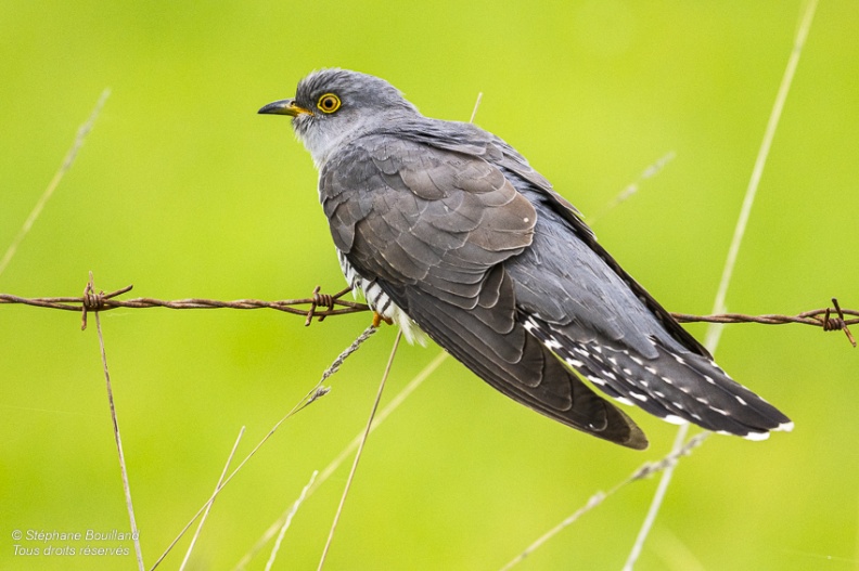 Coucou gris (Cuculus canorus, Common Cuckoo)