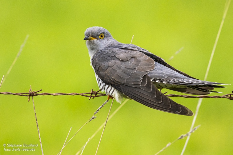 Coucou gris (Cuculus canorus, Common Cuckoo)