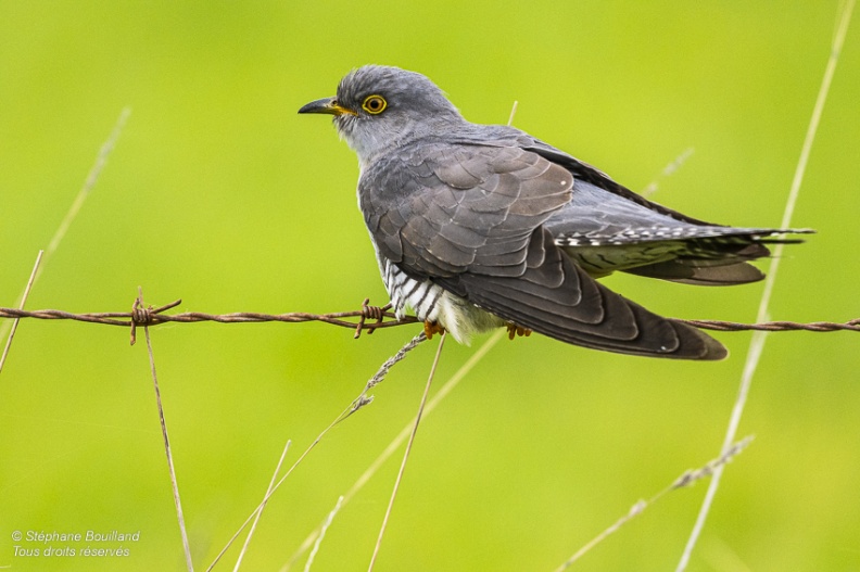 Coucou gris (Cuculus canorus, Common Cuckoo)