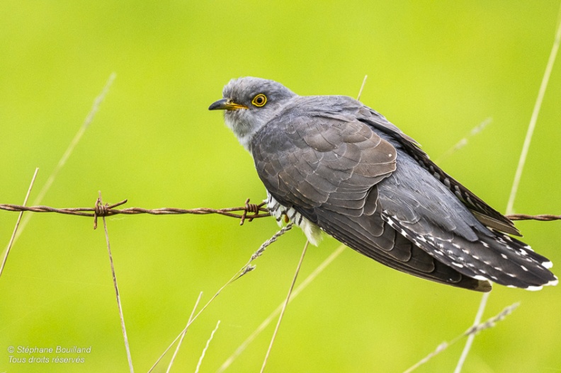 Coucou gris (Cuculus canorus, Common Cuckoo)