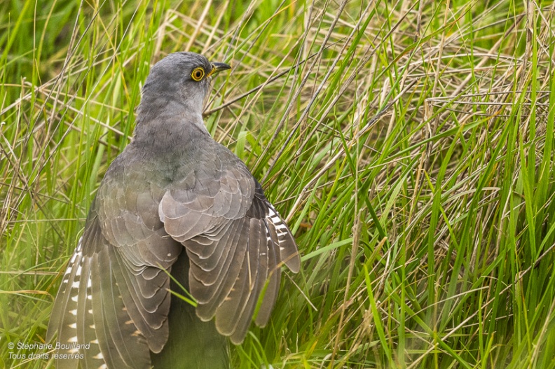 Coucou gris (Cuculus canorus, Common Cuckoo)