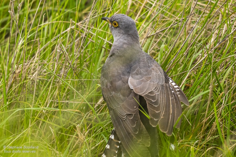 Coucou gris (Cuculus canorus, Common Cuckoo)