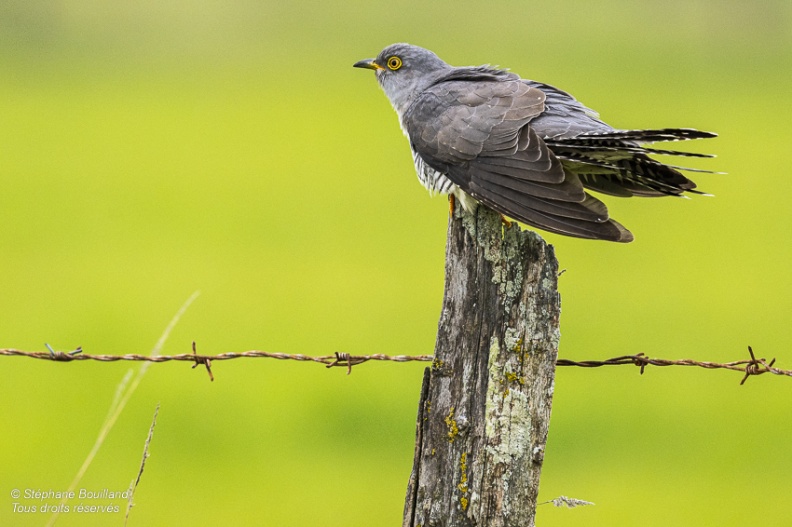 Coucou gris (Cuculus canorus, Common Cuckoo)