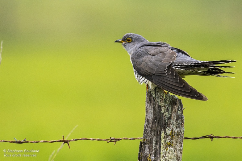 Coucou gris (Cuculus canorus, Common Cuckoo)