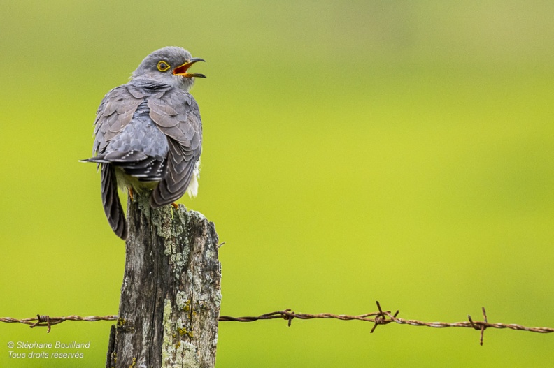 Coucou gris (Cuculus canorus, Common Cuckoo)