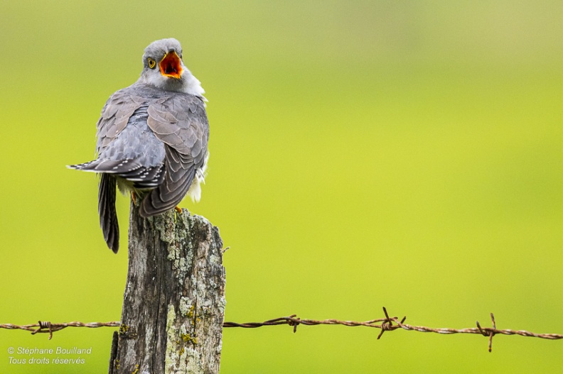 Coucou gris (Cuculus canorus, Common Cuckoo)