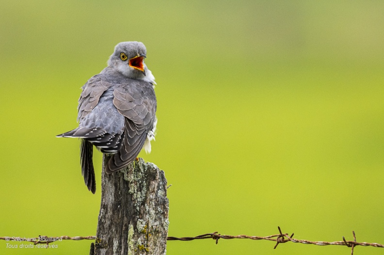 Coucou gris (Cuculus canorus, Common Cuckoo)