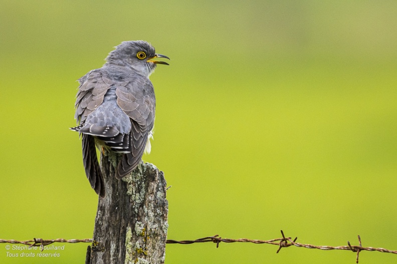 Coucou gris (Cuculus canorus, Common Cuckoo)