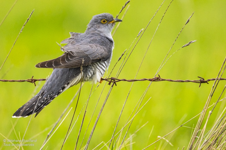 Coucou gris (Cuculus canorus, Common Cuckoo)