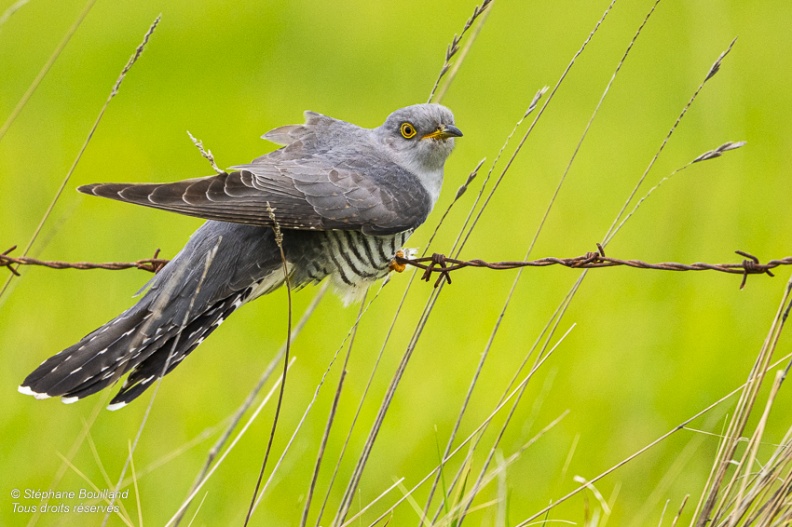 Coucou gris (Cuculus canorus, Common Cuckoo)