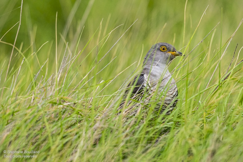 Coucou gris (Cuculus canorus, Common Cuckoo)