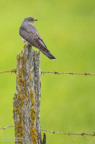 Coucou gris (Cuculus canorus, Common Cuckoo)