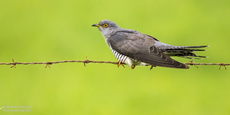 Coucou gris (Cuculus canorus, Common Cuckoo)