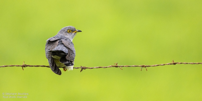 Coucou gris (Cuculus canorus, Common Cuckoo)