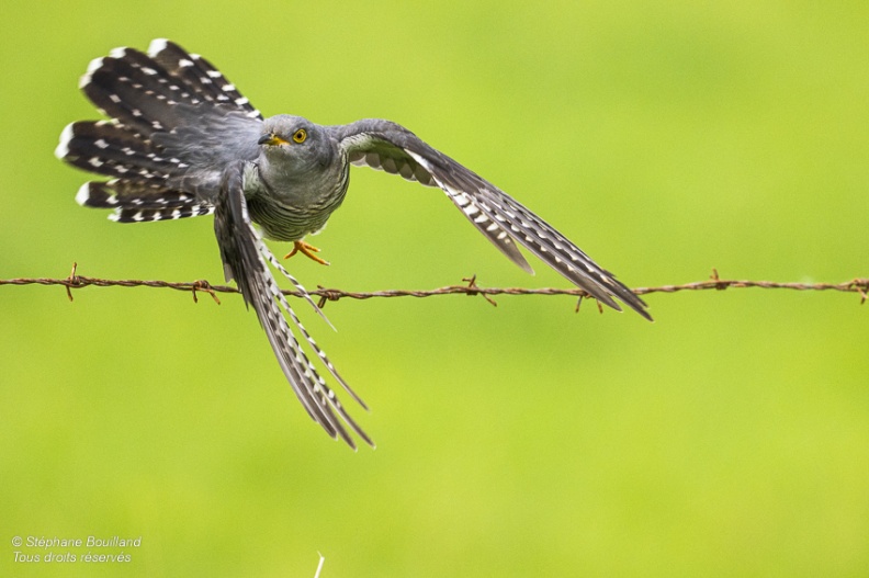 Coucou gris (Cuculus canorus, Common Cuckoo)