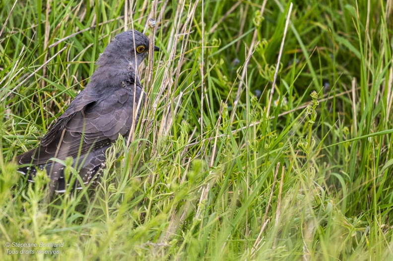 Coucou gris (Cuculus canorus, Common Cuckoo)