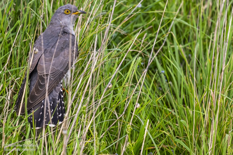 Coucou gris (Cuculus canorus, Common Cuckoo)