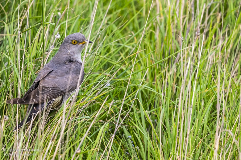 Coucou gris (Cuculus canorus, Common Cuckoo)