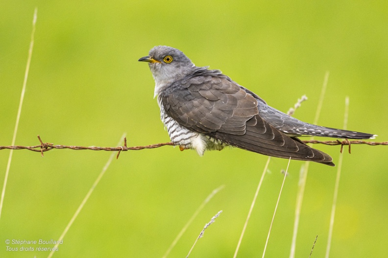 Coucou gris (Cuculus canorus, Common Cuckoo)