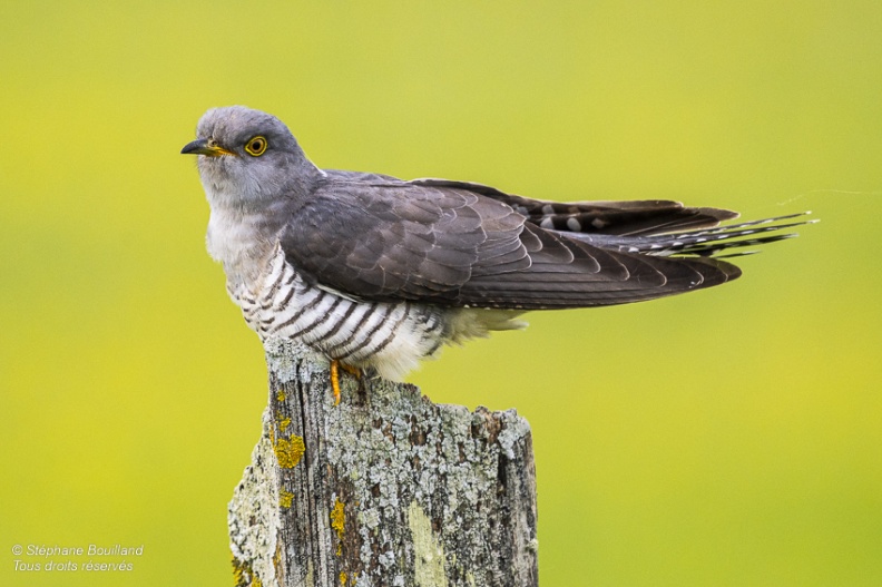 Coucou gris (Cuculus canorus, Common Cuckoo)