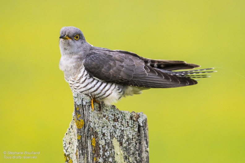 Coucou gris (Cuculus canorus, Common Cuckoo)