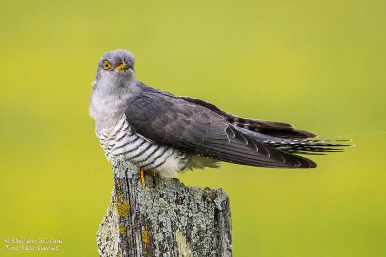 Coucou gris (Cuculus canorus, Common Cuckoo)