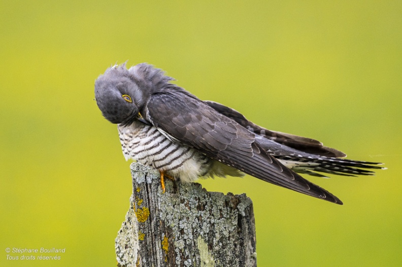 Coucou gris (Cuculus canorus, Common Cuckoo)