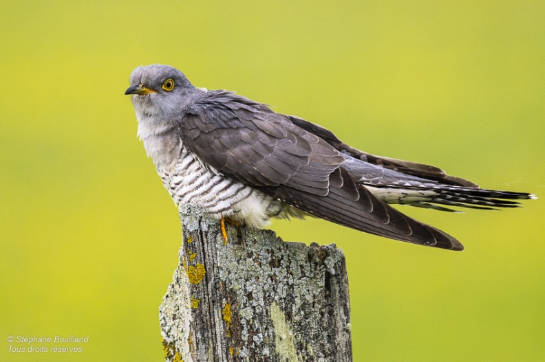 Coucou gris (Cuculus canorus, Common Cuckoo)