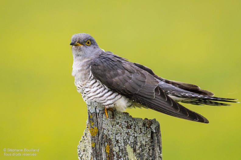 Coucou gris (Cuculus canorus, Common Cuckoo)