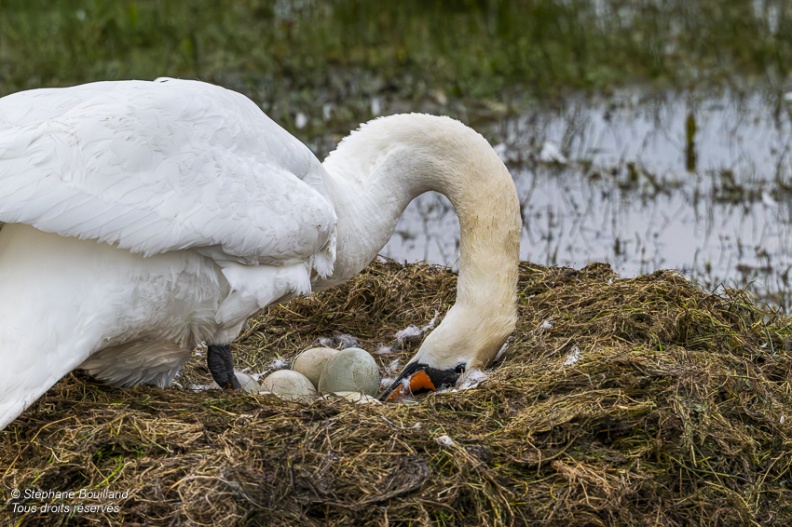 Cygne tuberculé (Cygnus olor, Mute Swan) sur son nid