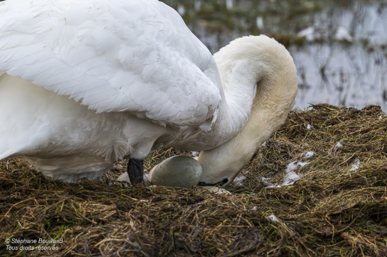 Cygne tuberculé (Cygnus olor, Mute Swan) sur son nid