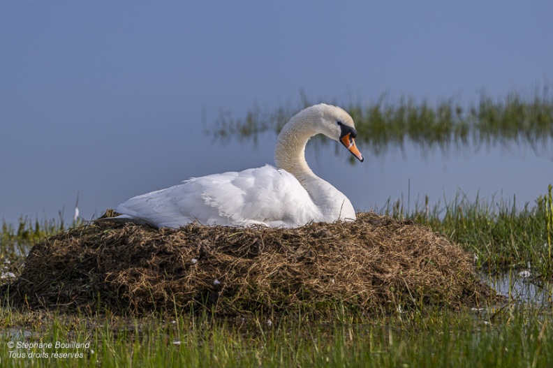 Cygne tuberculé (Cygnus olor, Mute Swan) sur son nid en train de couver ses oeufs