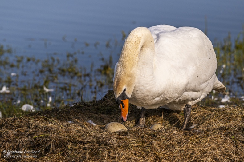 Cygne tuberculé (Cygnus olor, Mute Swan) sur son nid en train de couver ses oeufs