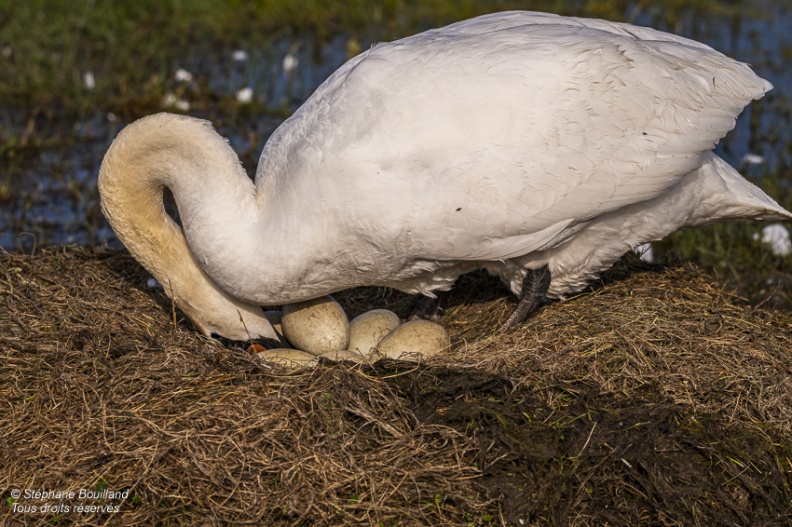 Cygne tuberculé (Cygnus olor, Mute Swan) sur son nid en train de couver ses oeufs