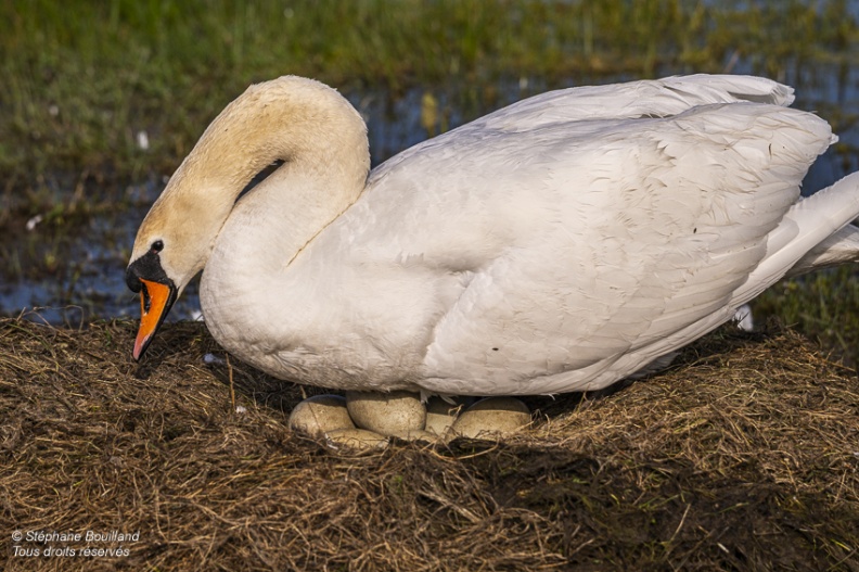 Cygne tuberculé (Cygnus olor, Mute Swan) sur son nid en train de couver ses oeufs