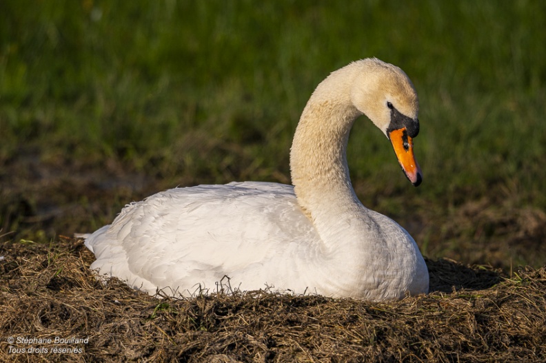 Cygne tuberculé (Cygnus olor, Mute Swan) sur son nid en train de couver ses oeufs