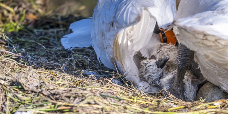 Cygne tuberculé (Cygnus olor, Mute Swan) - éclosion des oeufs