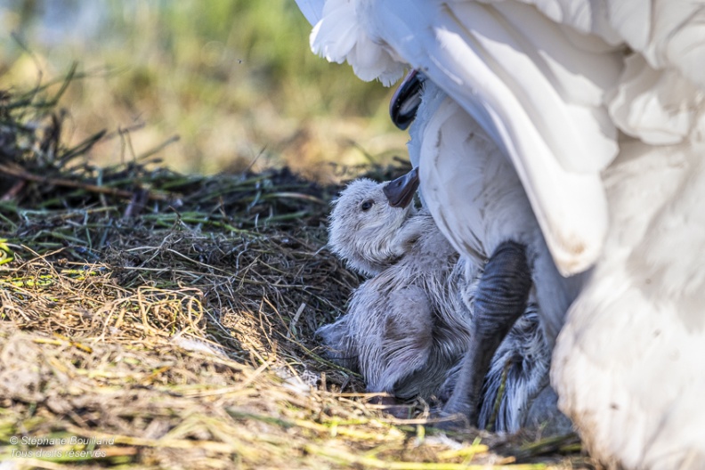 Cygne tuberculé (Cygnus olor, Mute Swan) - éclosion des oeufs