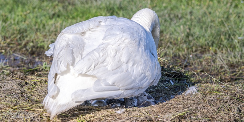 Cygne tuberculé (Cygnus olor, Mute Swan) - éclosion des oeufs