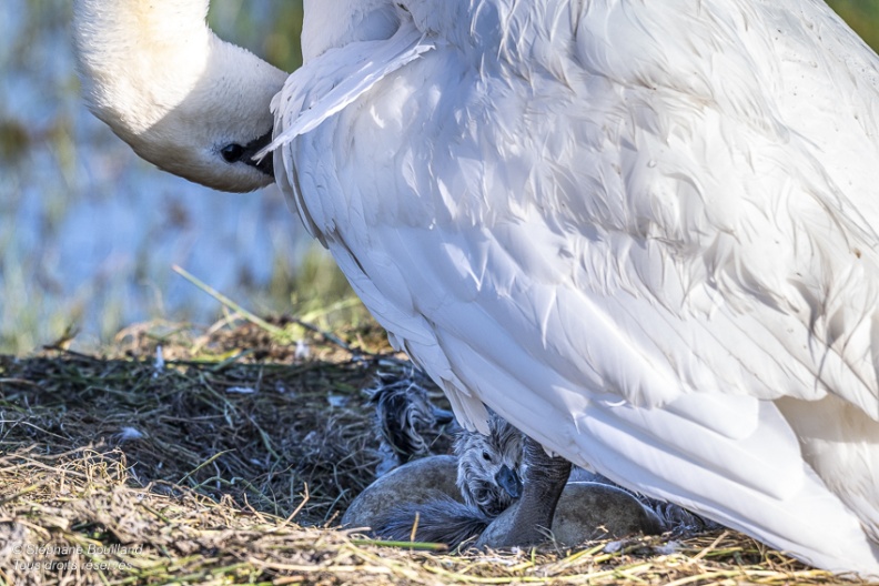 Cygne tuberculé (Cygnus olor, Mute Swan) - éclosion des oeufs