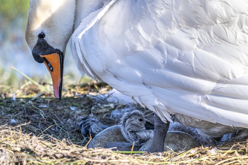 Cygne tuberculé (Cygnus olor, Mute Swan) - éclosion des oeufs