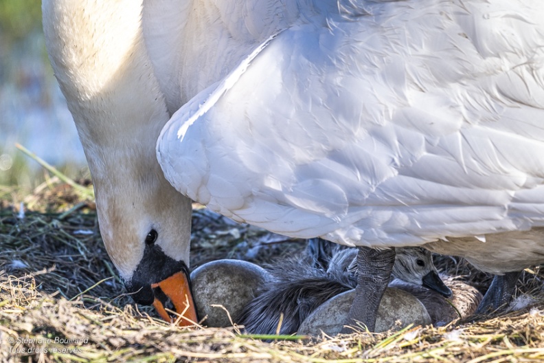 Cygne tuberculé (Cygnus olor, Mute Swan) - éclosion des oeufs