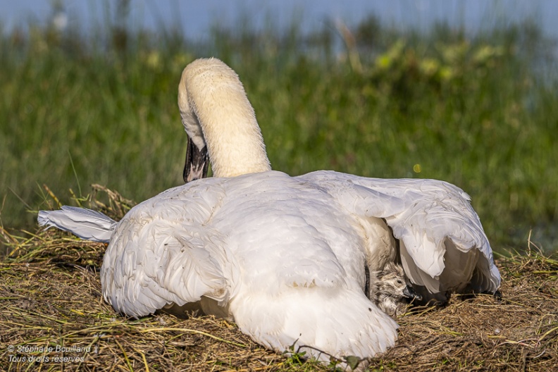 Cygne tuberculé (Cygnus olor, Mute Swan) - éclosion des oeufs