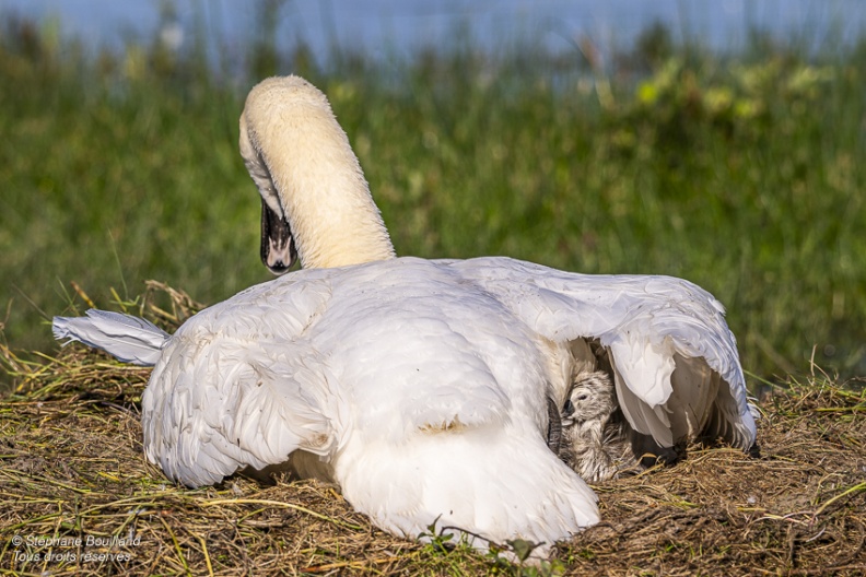 Cygne tuberculé (Cygnus olor, Mute Swan) - éclosion des oeufs