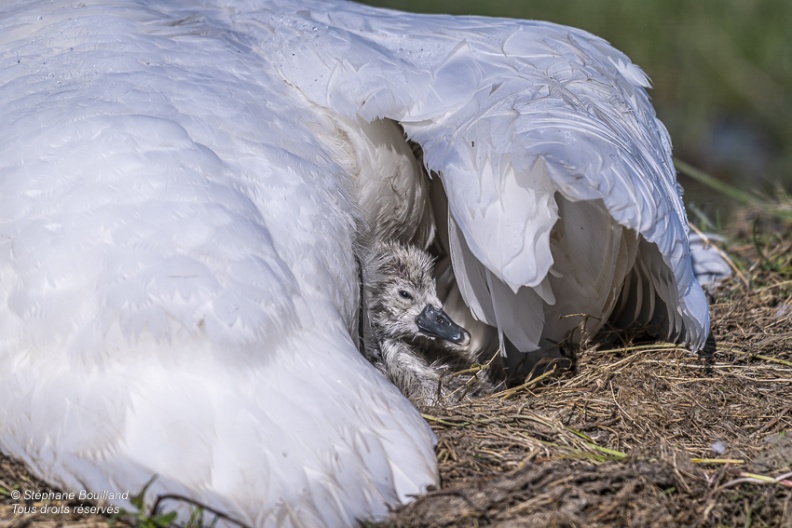 Cygne tuberculé (Cygnus olor, Mute Swan) - éclosion des oeufs