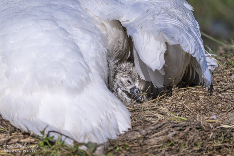 Cygne tuberculé (Cygnus olor, Mute Swan) - éclosion des oeufs