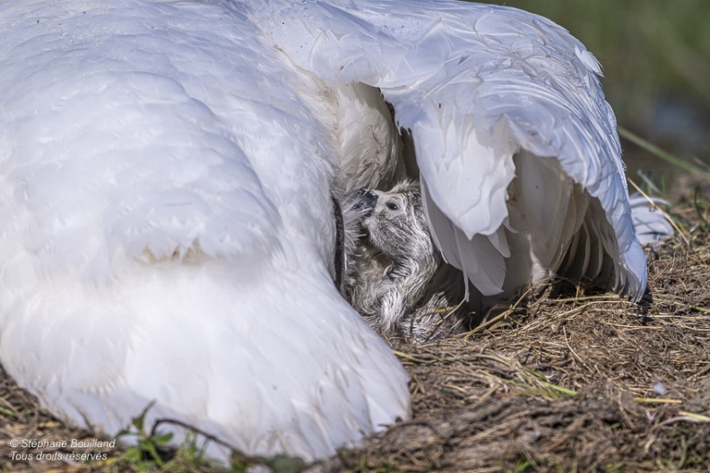 Cygne tuberculé (Cygnus olor, Mute Swan) - éclosion des oeufs