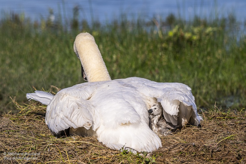 Cygne tuberculé (Cygnus olor, Mute Swan) - éclosion des oeufs